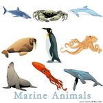 Marine Animals